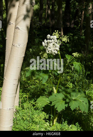 A Cow Parsnip (Heracleum maximum) growing in the San Juan Mountains of Colorado Stock Photo