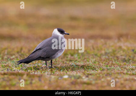 Arctic Jaeger (Stercorarius parasiticus), adult standing on the ground Stock Photo