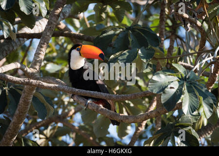 Toco toucan on branch with head turned Stock Photo