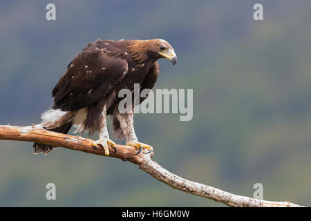 Golden Eagle (Aquila chrysaetos), juvenile perched on a dead branch Stock Photo