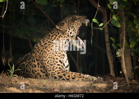 Jaguar lying in shade of trees yawning Stock Photo