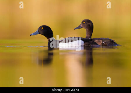 Tufted Duck (Aythya fuligula), couple swimming in the water with golden reflections Stock Photo