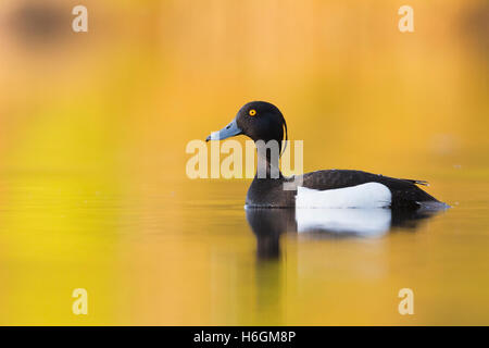 Tufted Duck (Aythya fuligula), adult male swimming in the water with golden reflections Stock Photo