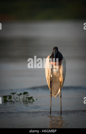 Jabiru in shallows at sunset facing camera Stock Photo