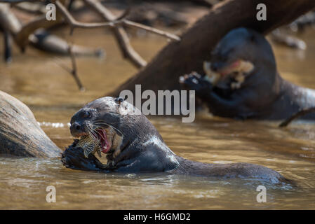 Giant river otters eating fish in river Stock Photo