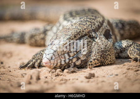 Close-up of common tegu lizard in sand Stock Photo