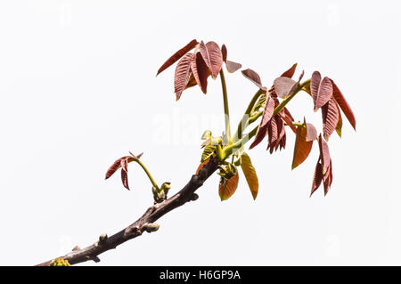 twig with leaves of walnut tree growing in spring Stock Photo