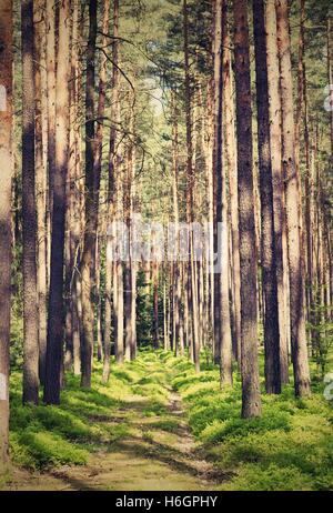 Vertical vintage retro photo of path through the woods. Green path covered by moss and grass. High trees on both sides. Retro fi Stock Photo