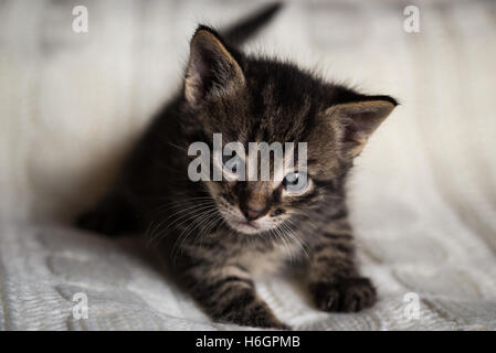 Horizontal photo of few weeks old tabby tomcat. Kitten has blue eyes and dark nose. Mouth is closed. Cat lies on light blanket a Stock Photo