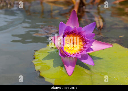 Beautiful blooming of pink water lily Stock Photo