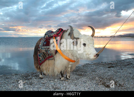 View of the sunset with white yak at Namtso Lake in Tibet, China Stock Photo