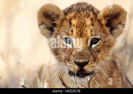 Playful Lion Cub at Ol Pajeta Conservancy, Nanyuki, Kenya Stock Photo