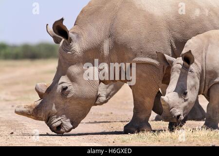 A White Rhino mother walking with her calf at Ol Pajeta Conservancy, Nanyuki, Kenya Stock Photo