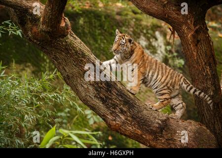 Beautiful tiger family are resting/captive cat in zoo/Nurnberg in Germany Stock Photo