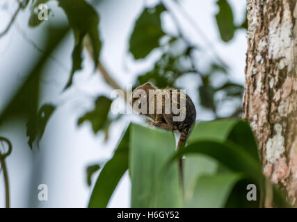 A tiny Pygmy Marmoset (Callithrix pygmaea), the smallest monkey in the world, in Amazon forest. Yasuni National Park, Ecuador. Stock Photo