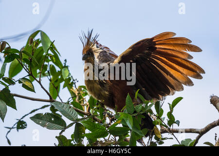 A Hoatzin (Opisthocomus hoazin) perched on a tree in the Amazons. Ecuador, South America. Stock Photo