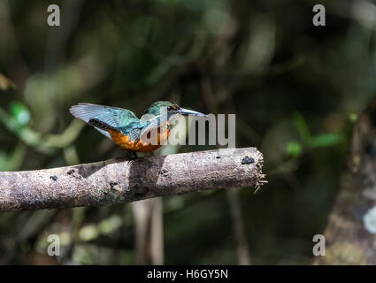 A Green-and-rufous Kingfisher (Chloroceryle inda) open its wings in the sun. Yasuni National Park, Ecuador, South America. Stock Photo