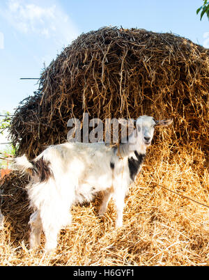 Young domestic goat on background of straw bale Stock Photo