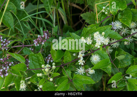 Dew coated oldman's beard wild wisteria typical British hedgerow Stock Photo