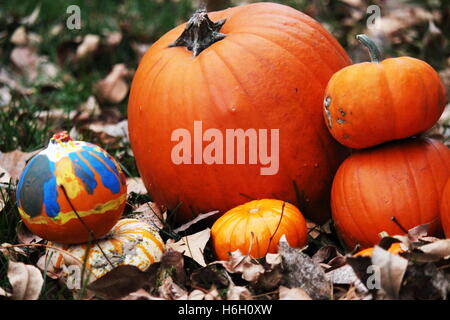 various sized colored orange pumpkins laying in the fall leaves on the ground Stock Photo