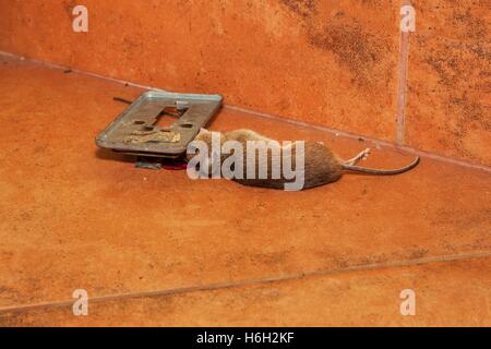 Dead mouse caught in traps on the kitchen pavement. Small mouse in a  mousetrap. Dead mouse in a trap Stock Photo - Alamy