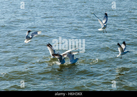 A flock of seagulls flying over calm river water. Stock Photo