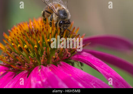 Bee on a Cone Flower