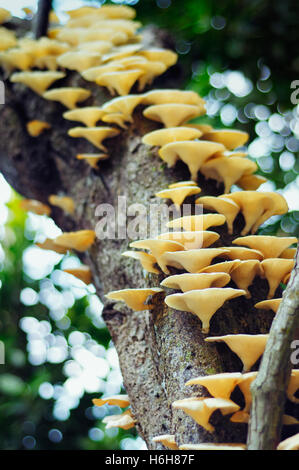 Fungus growing on tree branch in a large group. Close up view looking upwards. Stock Photo