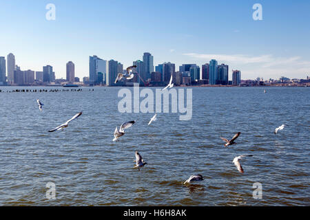 Seagulls flying over the Hudson River, with the New-Jersey skyline in the background. Stock Photo