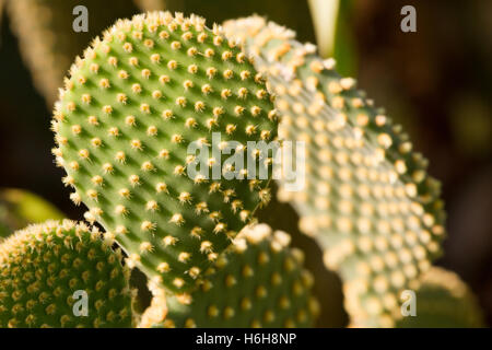 Morning sun light Opuntia ficus indica on dark background, Green cactus with raw leaves. Stock Photo