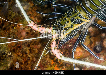 Ornate spiny lobster, Panulirus ornatus (Fabricius.1798) at Yap island Micronesia Stock Photo