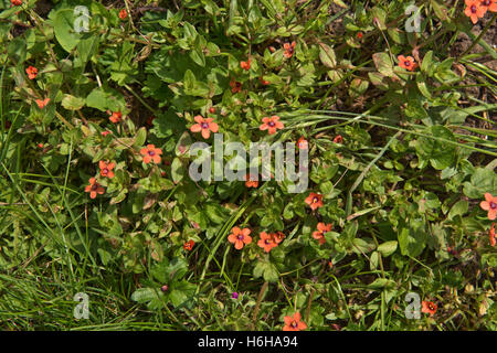 A flowering plant  of scarlet pimpernel, Anagallis arnensis, an annual arable plant, Berkshire, July Stock Photo