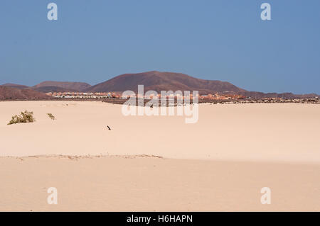 Fuerteventura: sand dunes national park in Corralejo Stock Photo