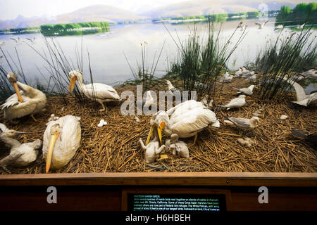 New-York, USA - NOV 19: Taxidermy of Western Marsh Brirds on display in the American Museum of Natural History on November 19, 2 Stock Photo