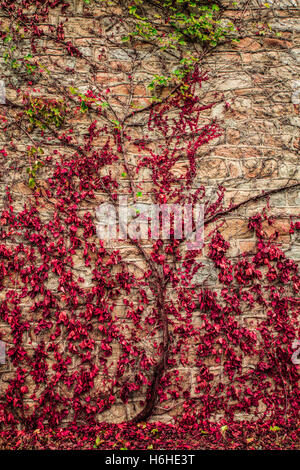 Creepy red ivy vines, leaves and branches growing on exterior building wall Stock Photo