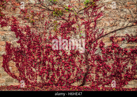Creepy red ivy vines, leaves and branches growing on exterior building wall Stock Photo