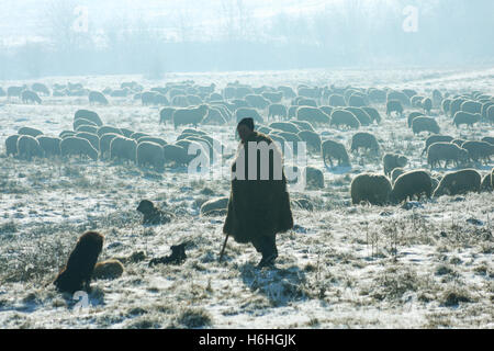 Shepherd and sheep herd on field in Transylvania, Romania, in winter Stock Photo