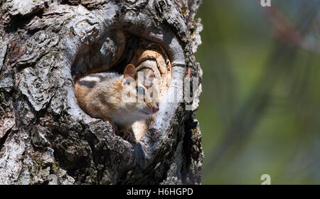 Eastern Chipmunk (Tamias), smallest member of the squirrel family comes comes out of hiding in his hole in a maple tree, Stock Photo