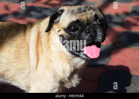 Pug funny face expression pug closeup Stock Photo