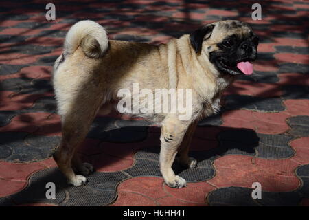 Pug standing outside and Pug shadow view Stock Photo