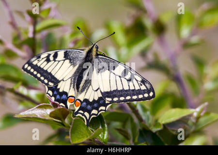 Scarce swallowtail (Iphiclides podalirius) Stock Photo
