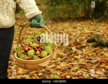 Freshly foraged sweet chestnuts (castanea sativa) are carried in a trug through an ancient woodland, South Yorkshire, England UK Stock Photo