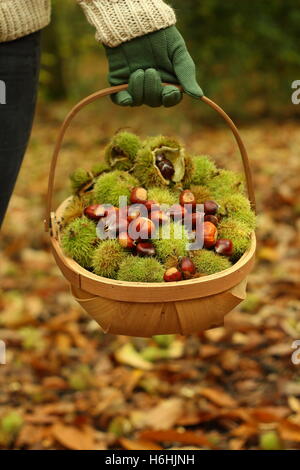 Freshly foraged sweet chestnuts (castanea sativa) are carried in a trug through an ancient woodland, South Yorkshire, England UK Stock Photo