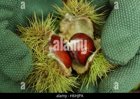 Sweet chestnuts (castanea sativa) in their spiny cupules, freshly gathered in an ancient woodland, are opened to reveal the edible nuts, autumn, UK Stock Photo