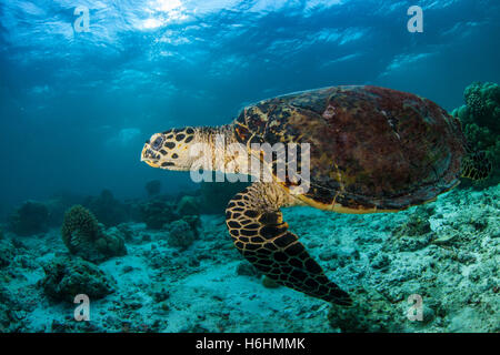 Turtle swimming in shallow water. Maldives, Indian Ocean, Asia Stock Photo