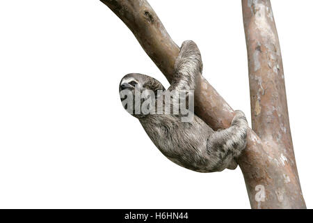 Brown-throated three-toed sloth, Bradypus variegatus, Youngster, Brazil