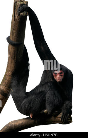 Red-faced spider monkey, Ateles paniscus, single mammal on branch,  Brazil Stock Photo