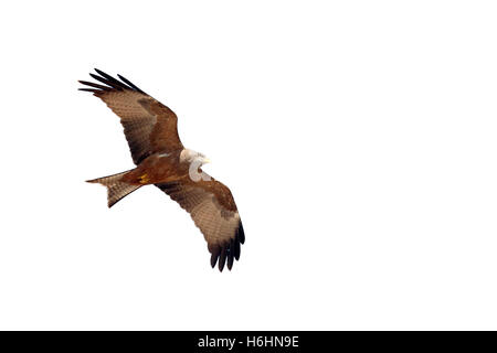 Yellow-billed kite, Milvus aegyptius, single bird in flight, South Africa, August 2016 Stock Photo