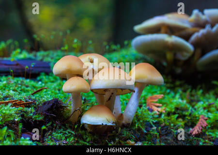 Groups of mushrooms growing on a decaying fallen tree in a temperate rain forest Stock Photo