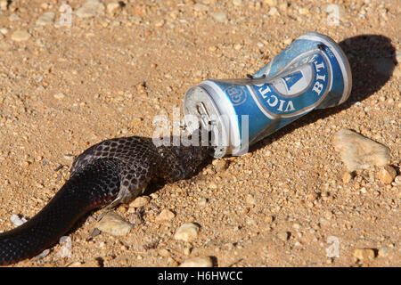 Red-bellied black snake killed after being stuck in a beer can. Victoria, Australia. Stock Photo